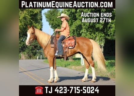 American Quarter Horse, Castrone, 7 Anni, 142 cm, Sauro ciliegia