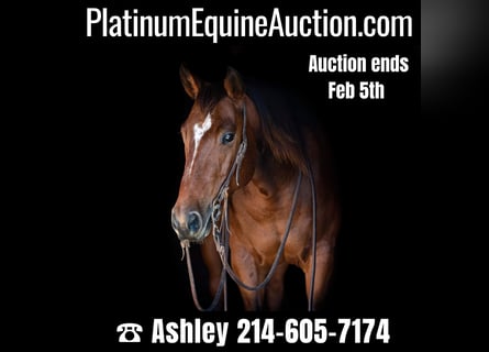 American Quarter Horse, Castrone, 7 Anni, 145 cm, Baio ciliegia