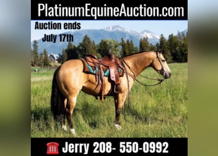 American Quarter Horse, Castrone, 7 Anni, 145 cm, Pelle di daino