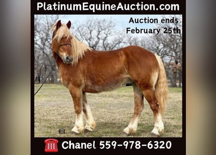 American Quarter Horse, Castrone, 7 Anni, 145 cm, Sauro scuro