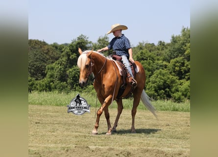 American Quarter Horse, Castrone, 7 Anni, 147 cm, Palomino