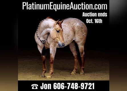 American Quarter Horse, Castrone, 7 Anni, 147 cm, Roano rosso