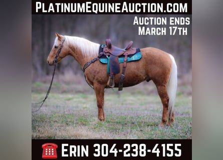 American Quarter Horse, Castrone, 7 Anni, 150 cm, Palomino