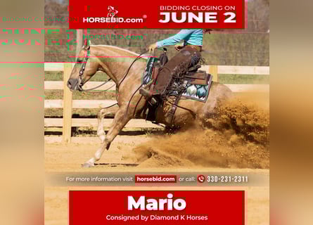 American Quarter Horse, Castrone, 7 Anni, 150 cm, Palomino