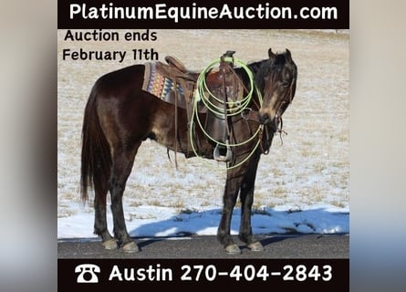 American Quarter Horse, Castrone, 7 Anni, 150 cm, Pelle di daino