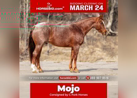 American Quarter Horse, Castrone, 7 Anni, 150 cm, Roano rosso
