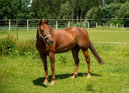 American Quarter Horse, Castrone, 7 Anni, 150 cm, Sauro scuro