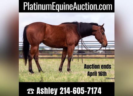 American Quarter Horse, Castrone, 7 Anni, 152 cm, Baio ciliegia