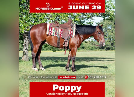American Quarter Horse, Castrone, 7 Anni, 152 cm, Baio ciliegia