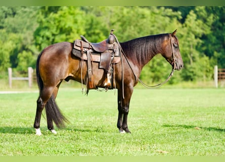 American Quarter Horse, Castrone, 7 Anni, 152 cm, Baio roano