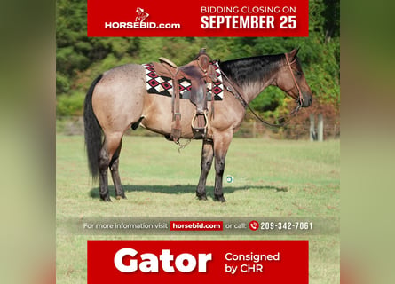 American Quarter Horse, Castrone, 7 Anni, 152 cm, Baio roano