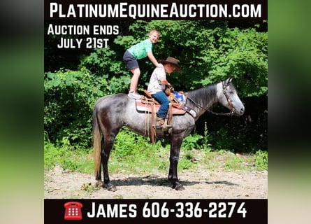 American Quarter Horse, Castrone, 7 Anni, 152 cm, Grigio pezzato