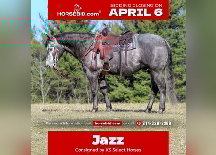 American Quarter Horse, Castrone, 7 Anni, 152 cm, Grigio