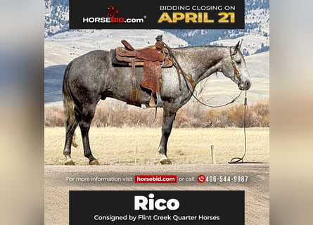 American Quarter Horse, Castrone, 7 Anni, 152 cm, Grigio