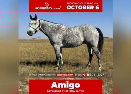 American Quarter Horse, Castrone, 7 Anni, 152 cm, Grigio