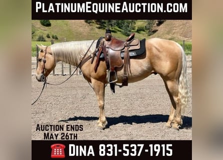 American Quarter Horse, Castrone, 7 Anni, 152 cm, Palomino