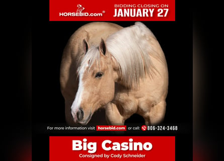 American Quarter Horse, Castrone, 7 Anni, 152 cm, Palomino