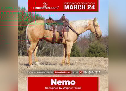 American Quarter Horse, Castrone, 7 Anni, 152 cm, Palomino