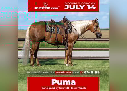 American Quarter Horse, Castrone, 7 Anni, 152 cm, Palomino