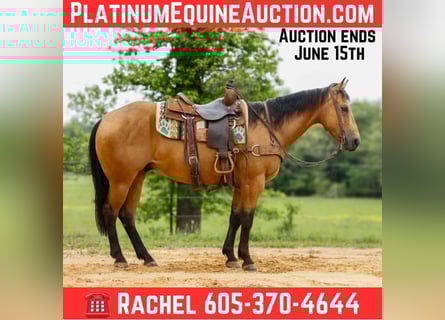 American Quarter Horse, Castrone, 7 Anni, 152 cm, Pelle di daino