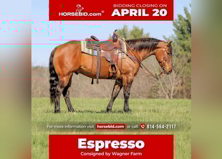 American Quarter Horse, Castrone, 7 Anni, 152 cm, Pelle di daino