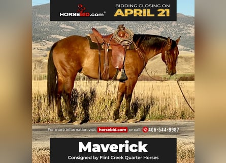 American Quarter Horse, Castrone, 7 Anni, 152 cm, Pelle di daino