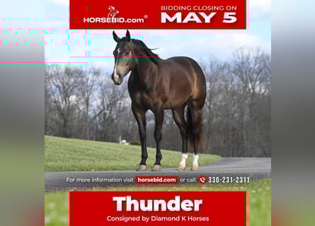 American Quarter Horse, Castrone, 7 Anni, 152 cm, Pelle di daino