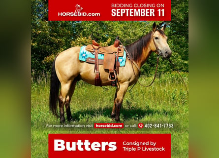 American Quarter Horse, Castrone, 7 Anni, 152 cm, Pelle di daino