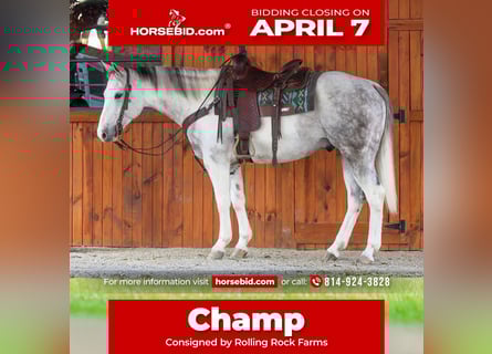 American Quarter Horse, Castrone, 7 Anni, 152 cm