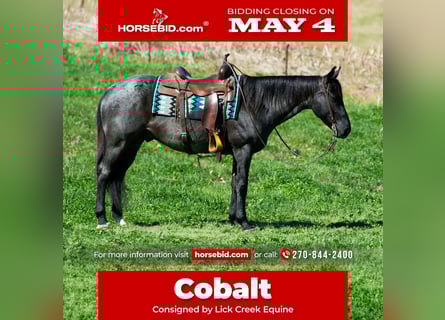 American Quarter Horse, Castrone, 7 Anni, 152 cm, Roano blu