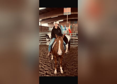 American Quarter Horse, Castrone, 7 Anni, 152 cm, Sauro