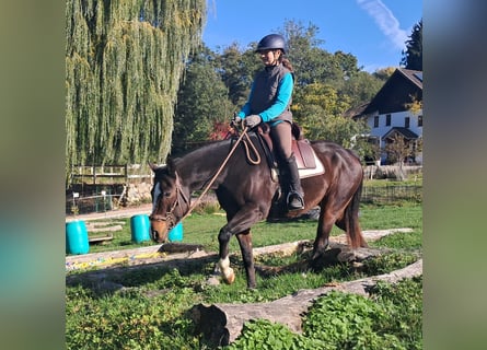 American Quarter Horse, Castrone, 7 Anni, 155 cm, Baio scuro