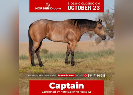 American Quarter Horse, Castrone, 7 Anni, 155 cm, Falbo