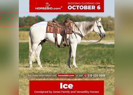 American Quarter Horse, Castrone, 7 Anni, 155 cm, Grigio