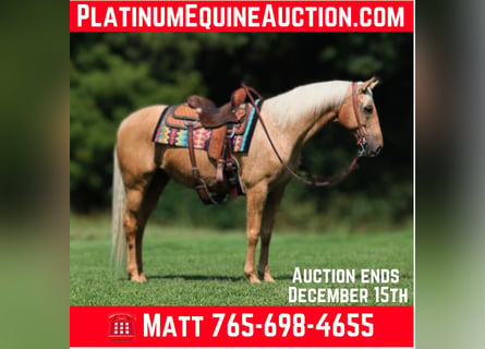 American Quarter Horse, Castrone, 7 Anni, 155 cm, Palomino