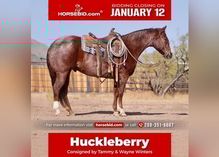 American Quarter Horse, Castrone, 7 Anni, 155 cm, Roano rosso