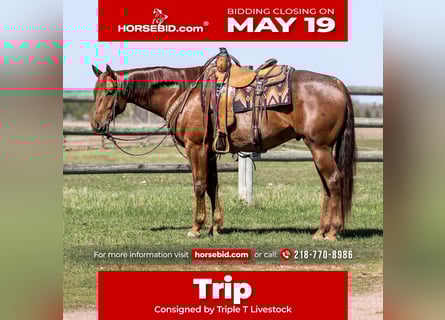 American Quarter Horse, Castrone, 7 Anni, 155 cm, Roano rosso