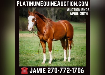 American Quarter Horse, Castrone, 7 Anni, 155 cm, Sauro scuro