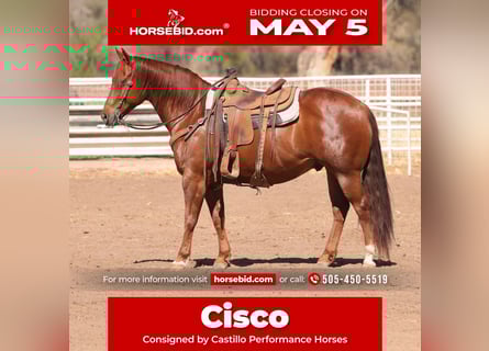 American Quarter Horse, Castrone, 7 Anni, 155 cm, Sauro scuro