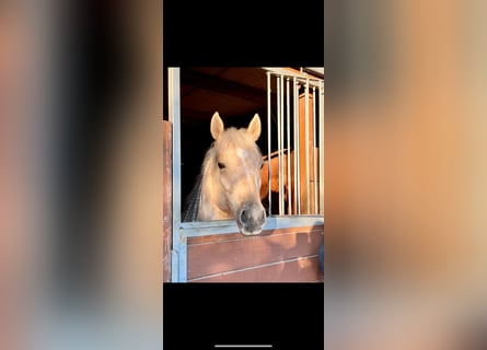 American Quarter Horse, Castrone, 7 Anni, 156 cm, Palomino