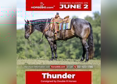 American Quarter Horse, Castrone, 7 Anni, 157 cm, Baio roano