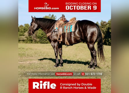 American Quarter Horse, Castrone, 7 Anni, 157 cm, Morello