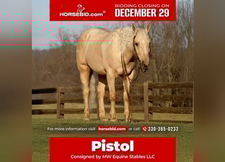 American Quarter Horse, Castrone, 7 Anni, 157 cm, Palomino