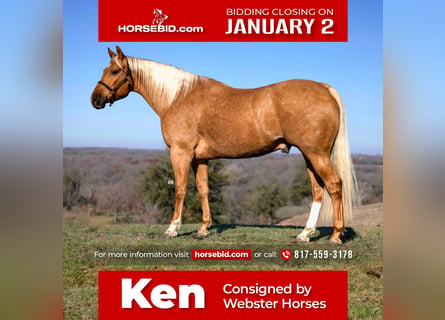 American Quarter Horse, Castrone, 7 Anni, 157 cm, Palomino