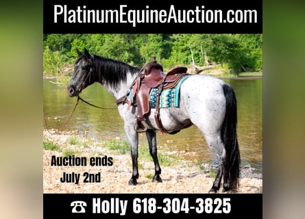 American Quarter Horse, Castrone, 7 Anni, 157 cm, Roano blu