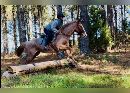American Quarter Horse, Castrone, 7 Anni, 157 cm, Roano rosso