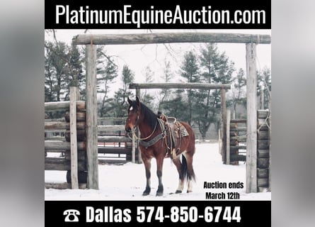 American Quarter Horse, Castrone, 7 Anni, 160 cm, Baio ciliegia
