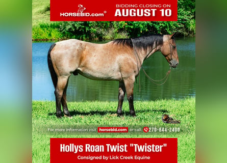 American Quarter Horse, Castrone, 7 Anni, 163 cm, Baio roano