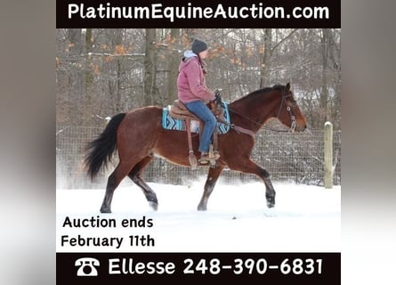 American Quarter Horse, Castrone, 7 Anni, 163 cm, Baio roano