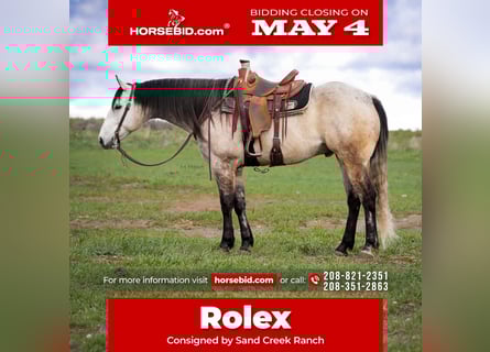 American Quarter Horse, Castrone, 7 Anni, 163 cm, Grigio